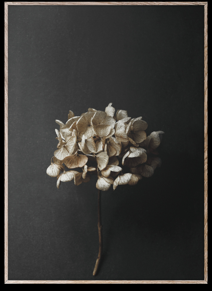 Plakat 'Still Life 70x100' - Multi