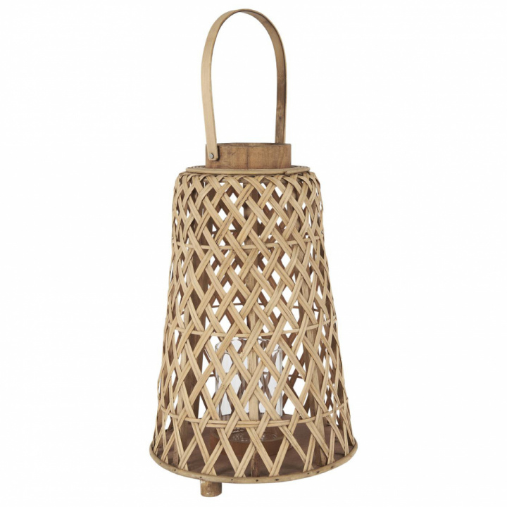 Lysestake 'Hurricane Conical' - Tre