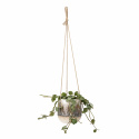 Hanging Pot - Multi