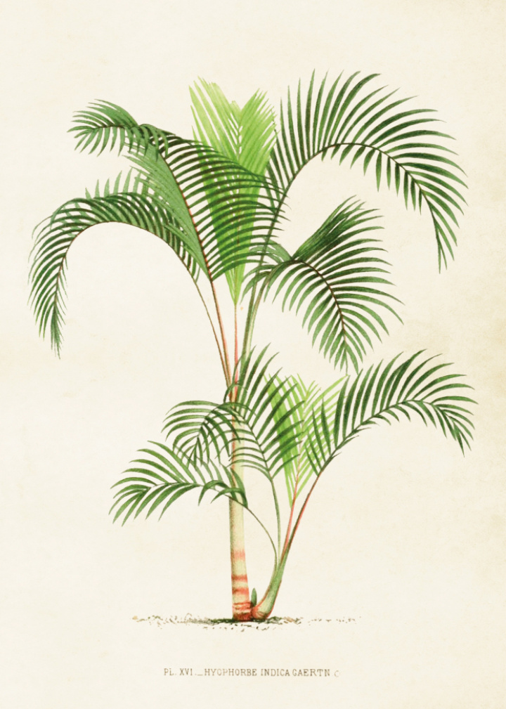 Plakat - Vintage palm