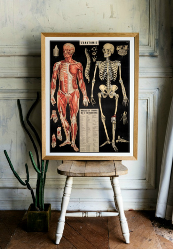 Plakat - Anatomi