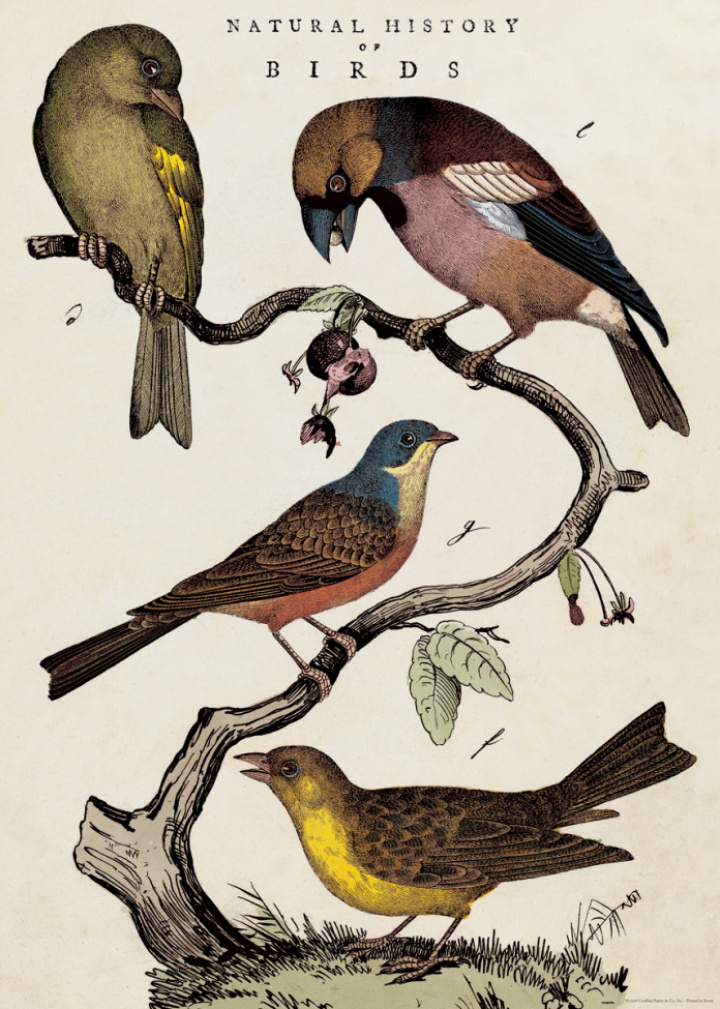 Plakat - 'History of Birds'