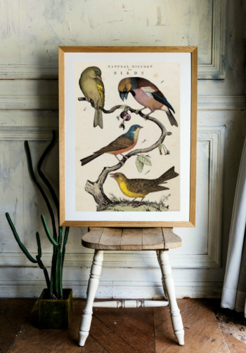 Plakat - \'History of Birds\'
