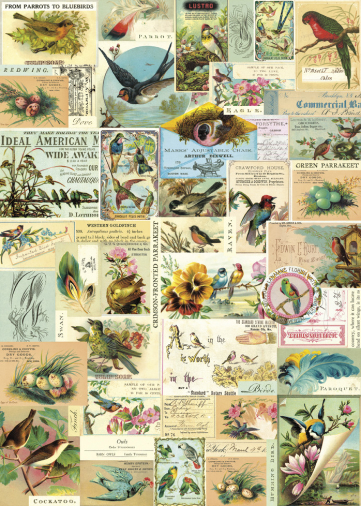 Plakat - Vintage Fugler