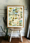 Plakat - Vintage Fugler