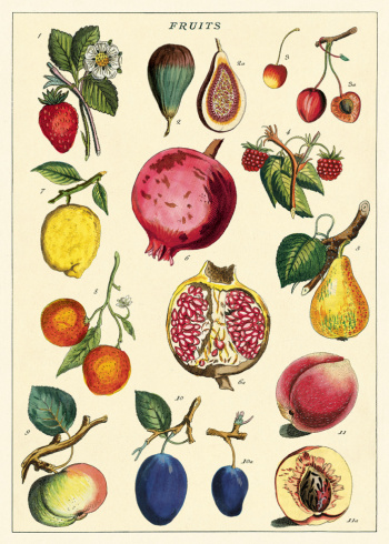 Plakat - frukt