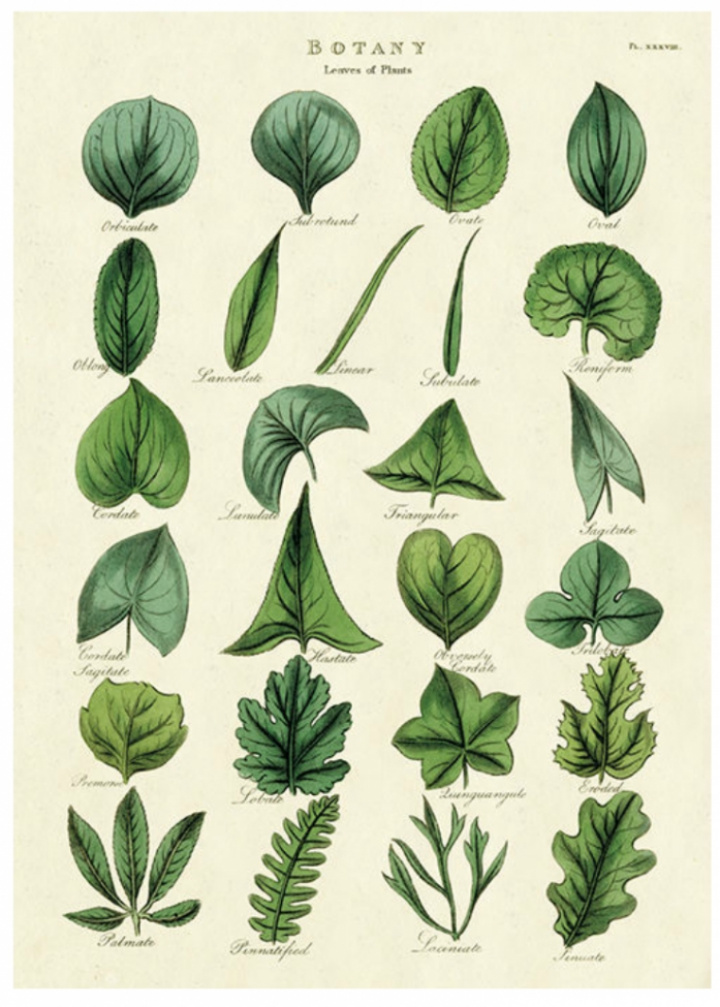 Plakat - Løv & blad