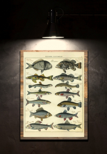 Plakat - Fisk