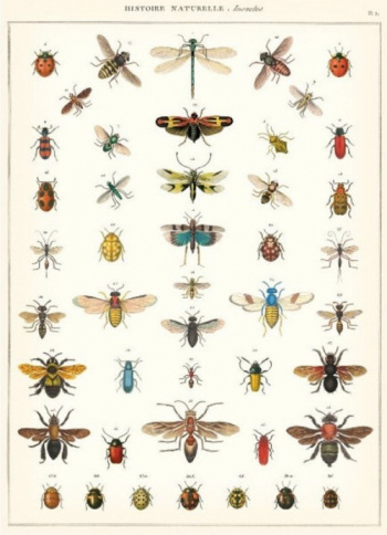 Plakat - Insekter