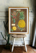 Plakat - Ananas
