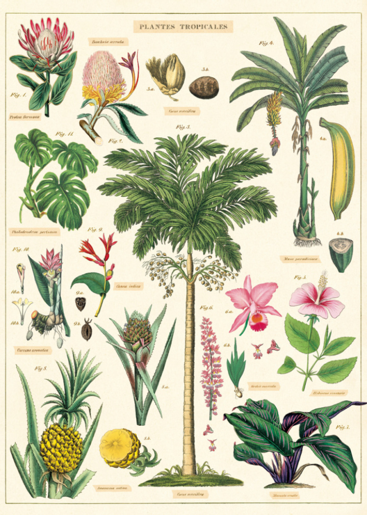 Plakat - Vintage Tropical