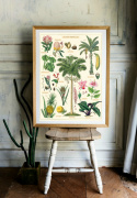 Plakat - Vintage Tropical