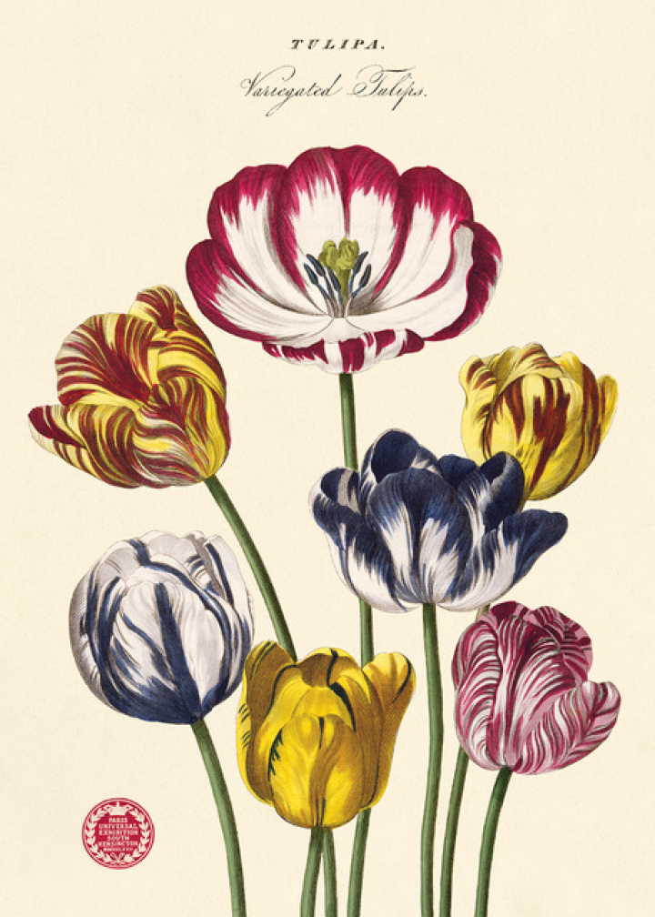 Plakat - Tulipaner 2