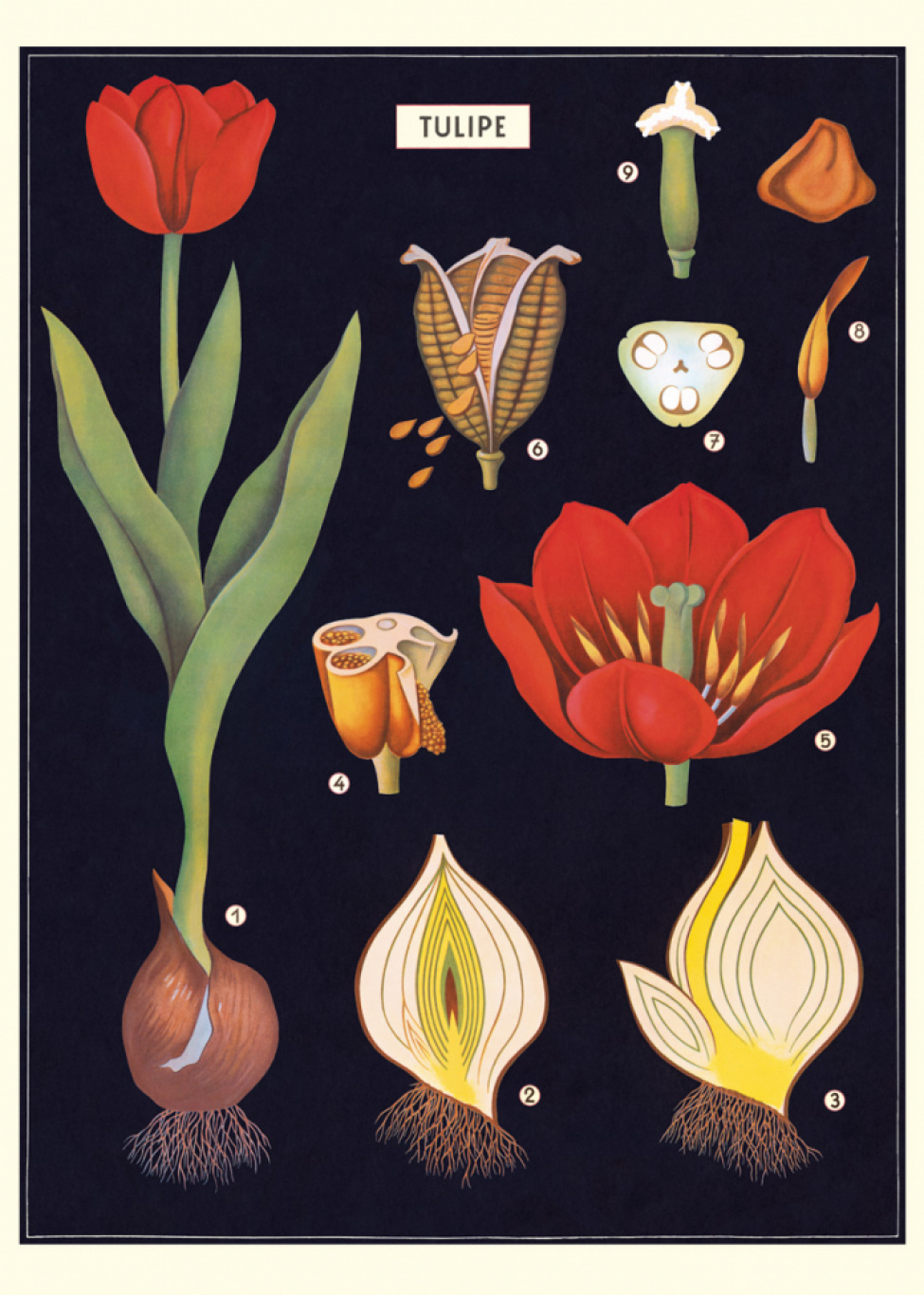Plakat - Tulipaner