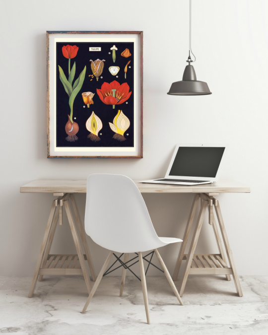 Plakat - Tulipaner