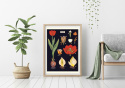 Plakat - Tulipaner