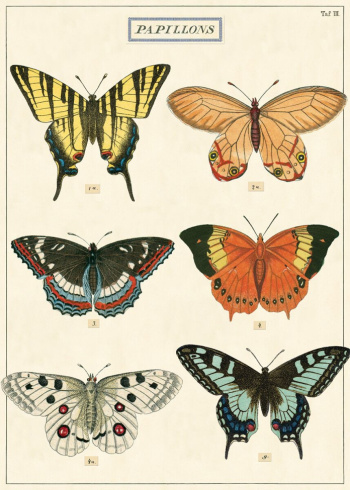 Plakat - Papillons