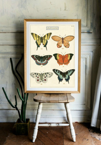 Plakat - Papillons