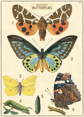 Plakat - Vintage sommerfugler