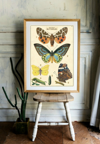 Plakat - Vintage sommerfugler