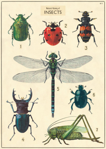 Plakat - Vintage insekter