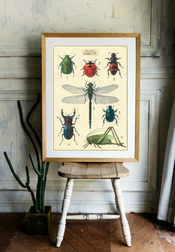 Plakat - Vintage insekter