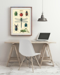 Plakat - Vintage insekter