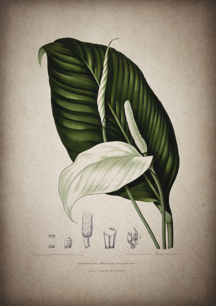 Plakat - Vintage Fredslilje