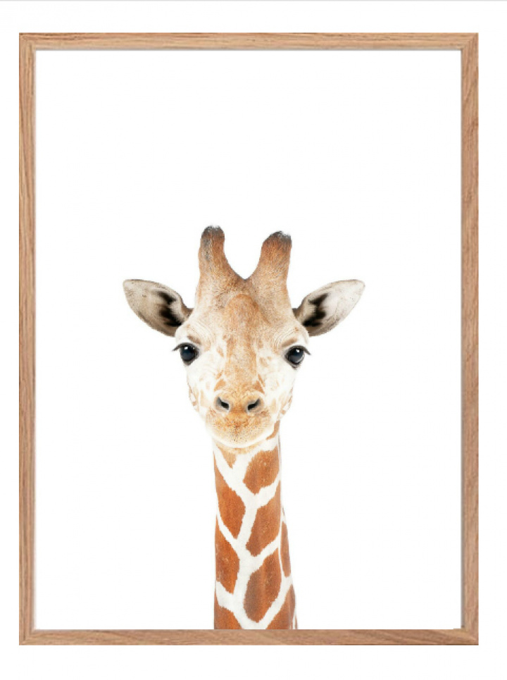 Plakat - Giraff
